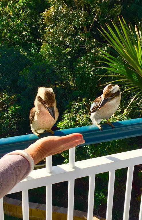 Balmoral Queenslander Brisbane Dış mekan fotoğraf