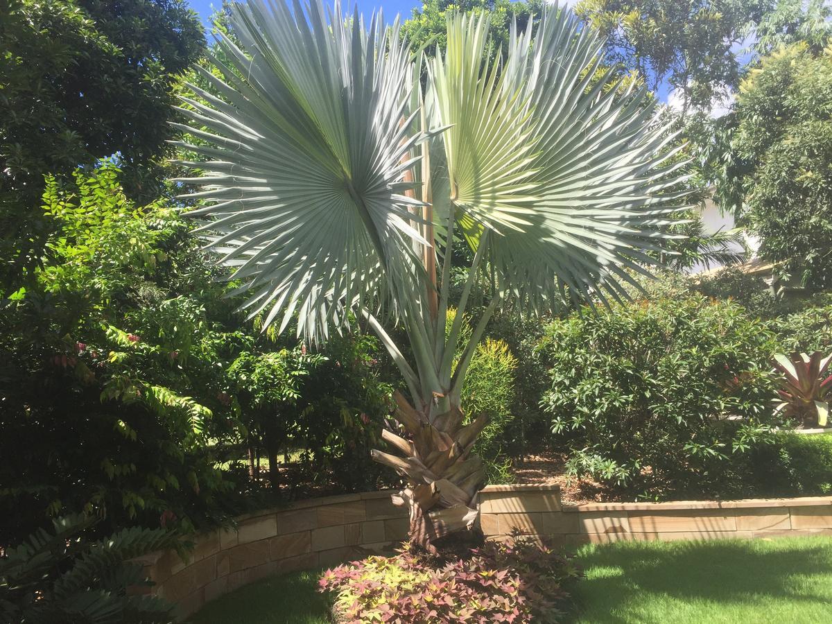 Balmoral Queenslander Brisbane Dış mekan fotoğraf